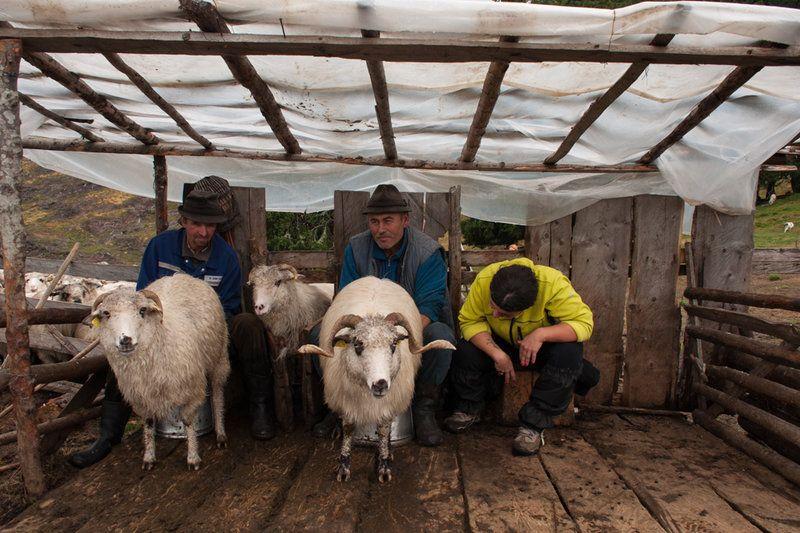 Cum se mulg oile la stâna lui Nea Sandu, în Munții Lotrului. Foto: Arhiva personală