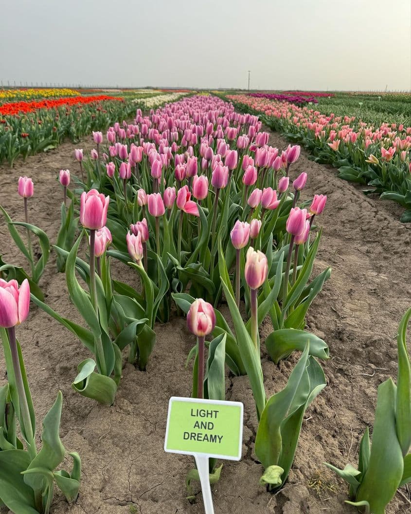 Foto: Blooms Experience / Facebook