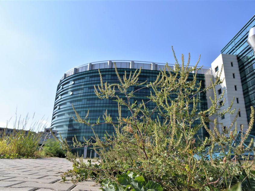 Ambrozie la Biblioteca Națională, la mai bine de o lună de la lansarea Comandamentului de luptă cu planta. Foto: Lucian Muntean