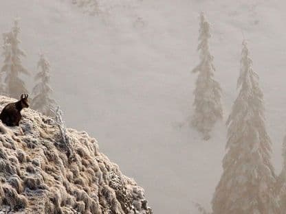 Teza prodecanului de la Silvicultură are două versiuni. În ambele a copiat