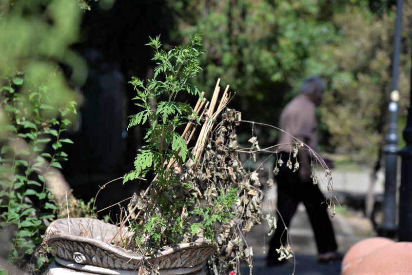 Ambrozie din parcul Cișmigiu