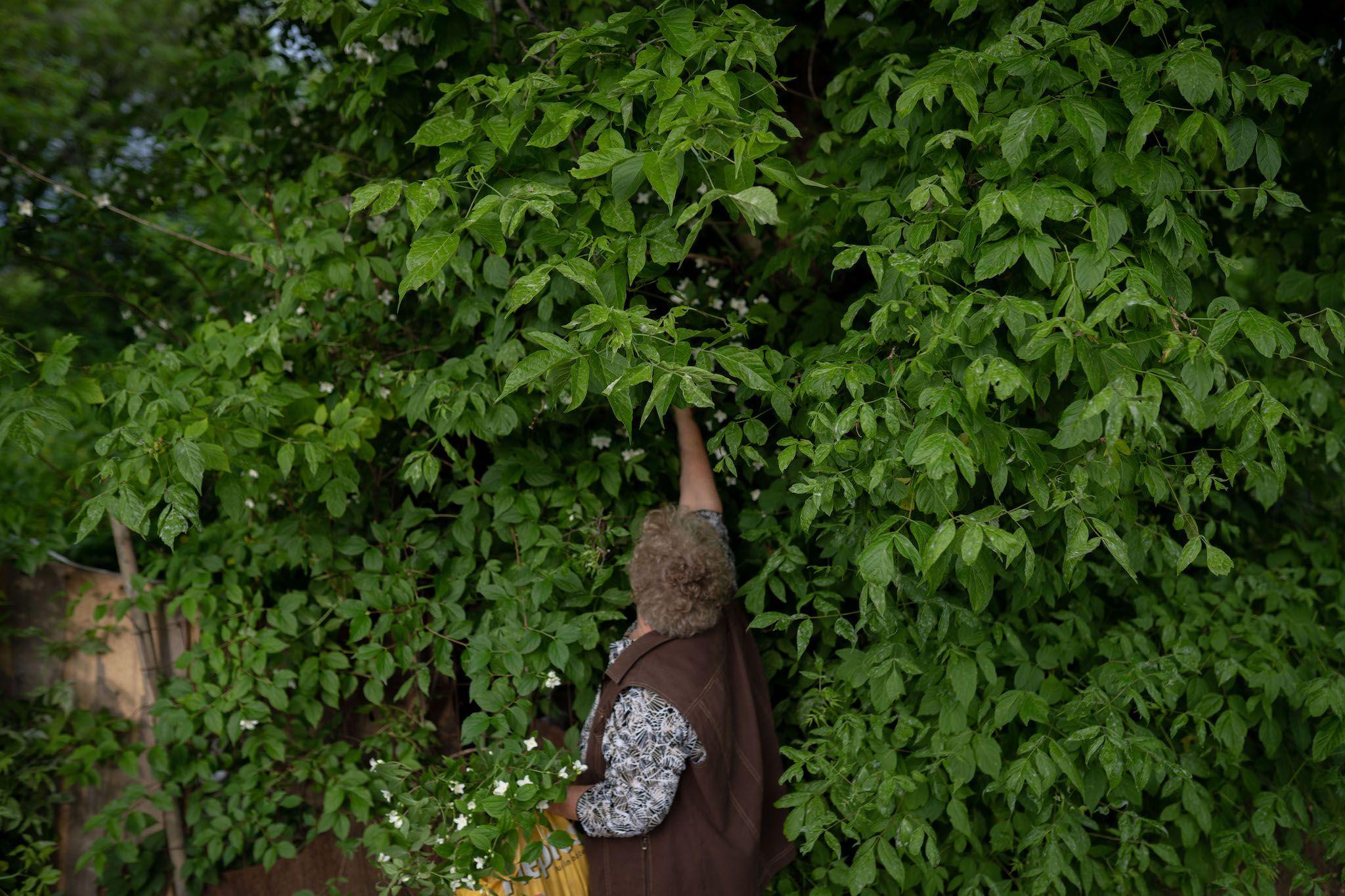 O femeie culege flori, lângă calea ferată abandonată. Foto: Andreea Câmpeanu