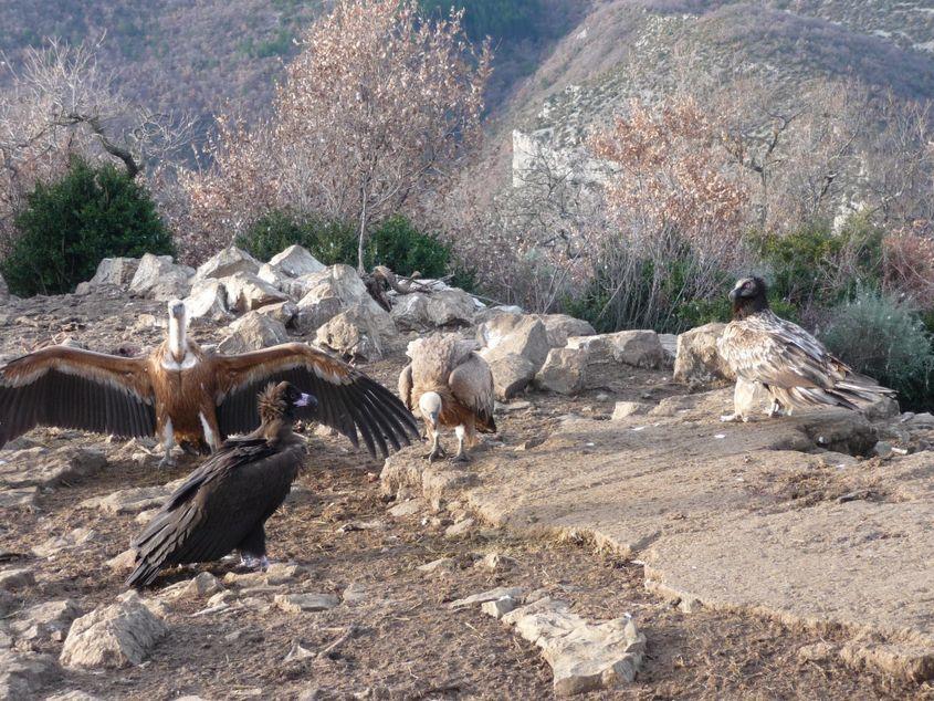 Zăganul Adonis, în dreapta, alături de vulturi din alte specii, pe 26 decembrie 2016, în Franța. Foto: Vulture Conservation Foundation