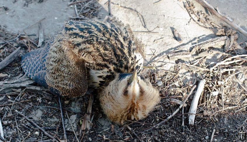 Buhaiul zbârlit. Foto: Paul Țibu