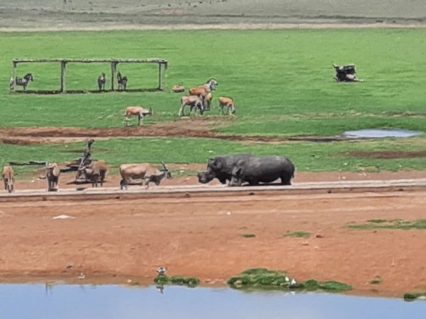 Aș fi vrut să am un teleobiectiv ca să surprind spectacolul african, dar din păcate atâta poate telefonul meu