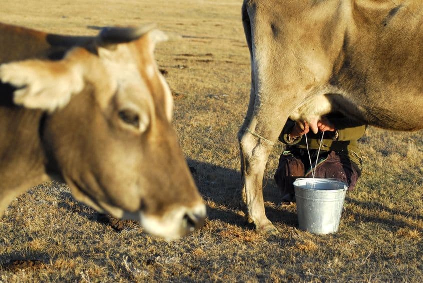 În răcoarea unei dimineți de toamnă, o vacă își așteaptă rândul la muls.