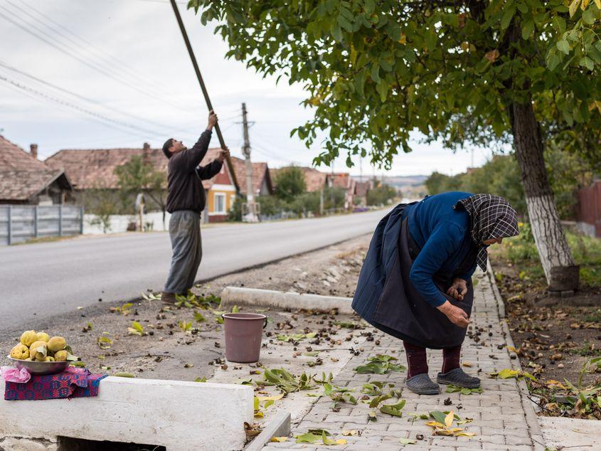Cucerdea, octombrie. Comerț clandestin cu nuci și cu gutui. Fotografii: Raul Ștef