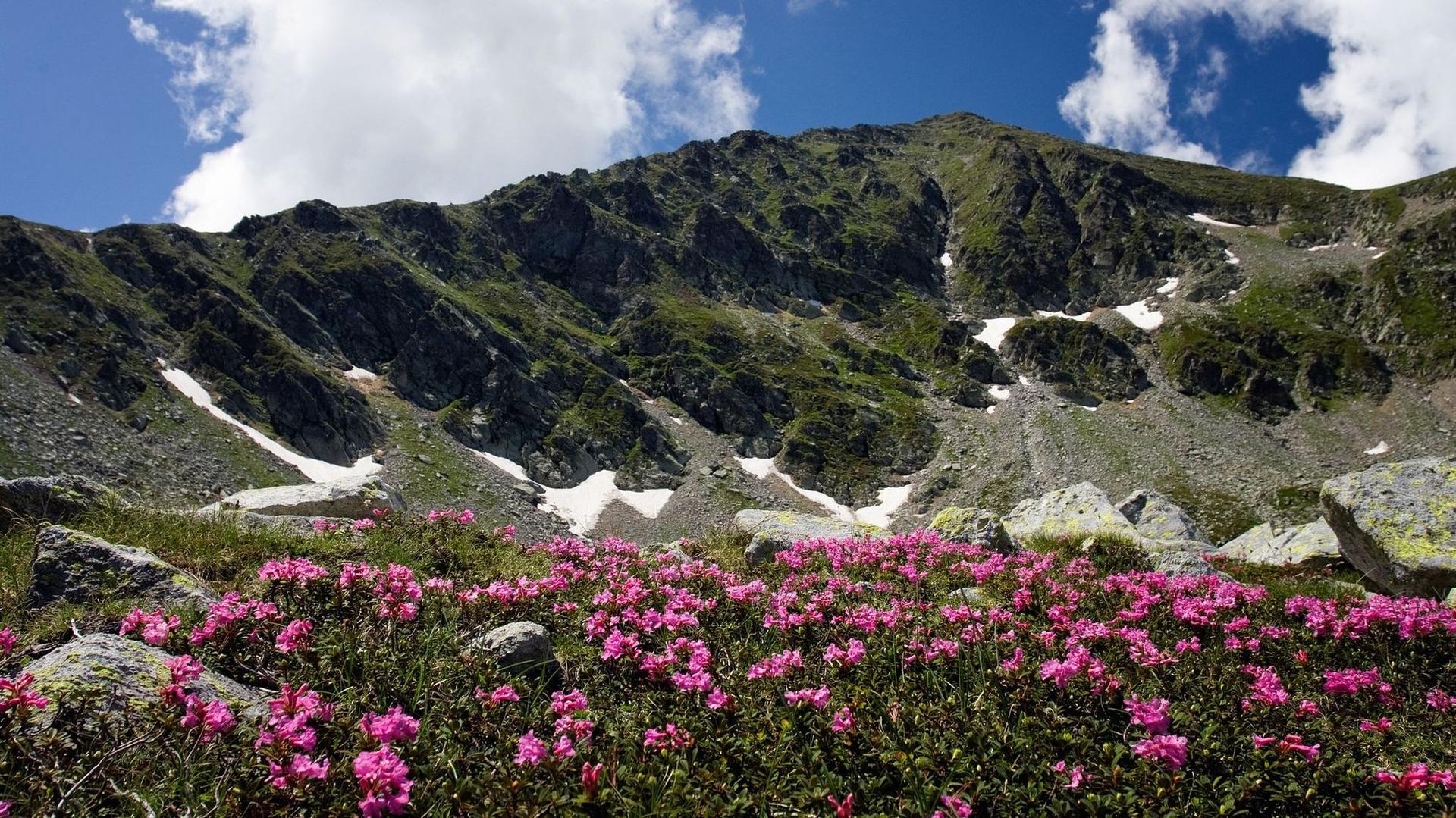 Aici sus, zăpada ține până hăt, în miezul verii. Foto: Ciprian Florin Dumitrescu - <a target="_blank" href="https://www.dreamstime.com/stock-photography-summer-parang-image15679382" target="_blank" rel="noreferrer noopener">Dreamstime.com</a>