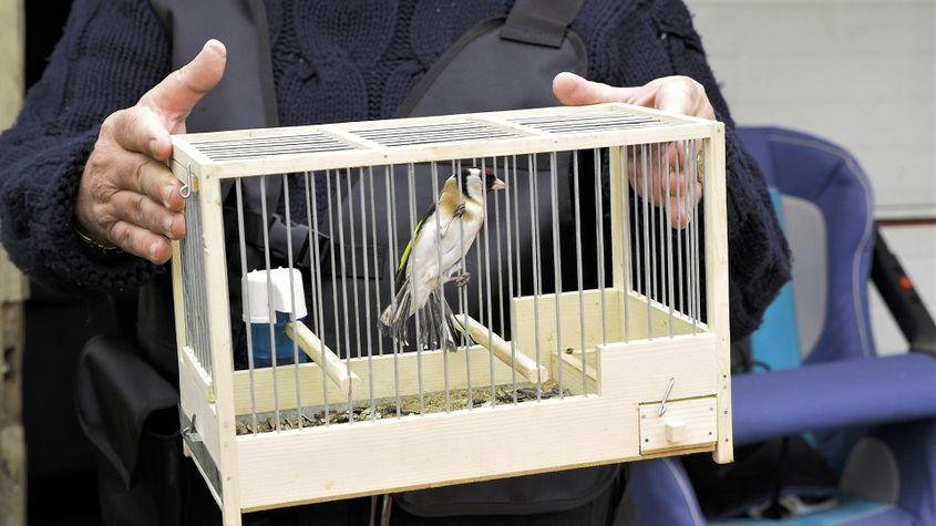 Sticlete capturat de braconieri, iar apoi confiscat de Mircea Pupăză, comisar la Garda Națională de Mediu. Foto: SOR