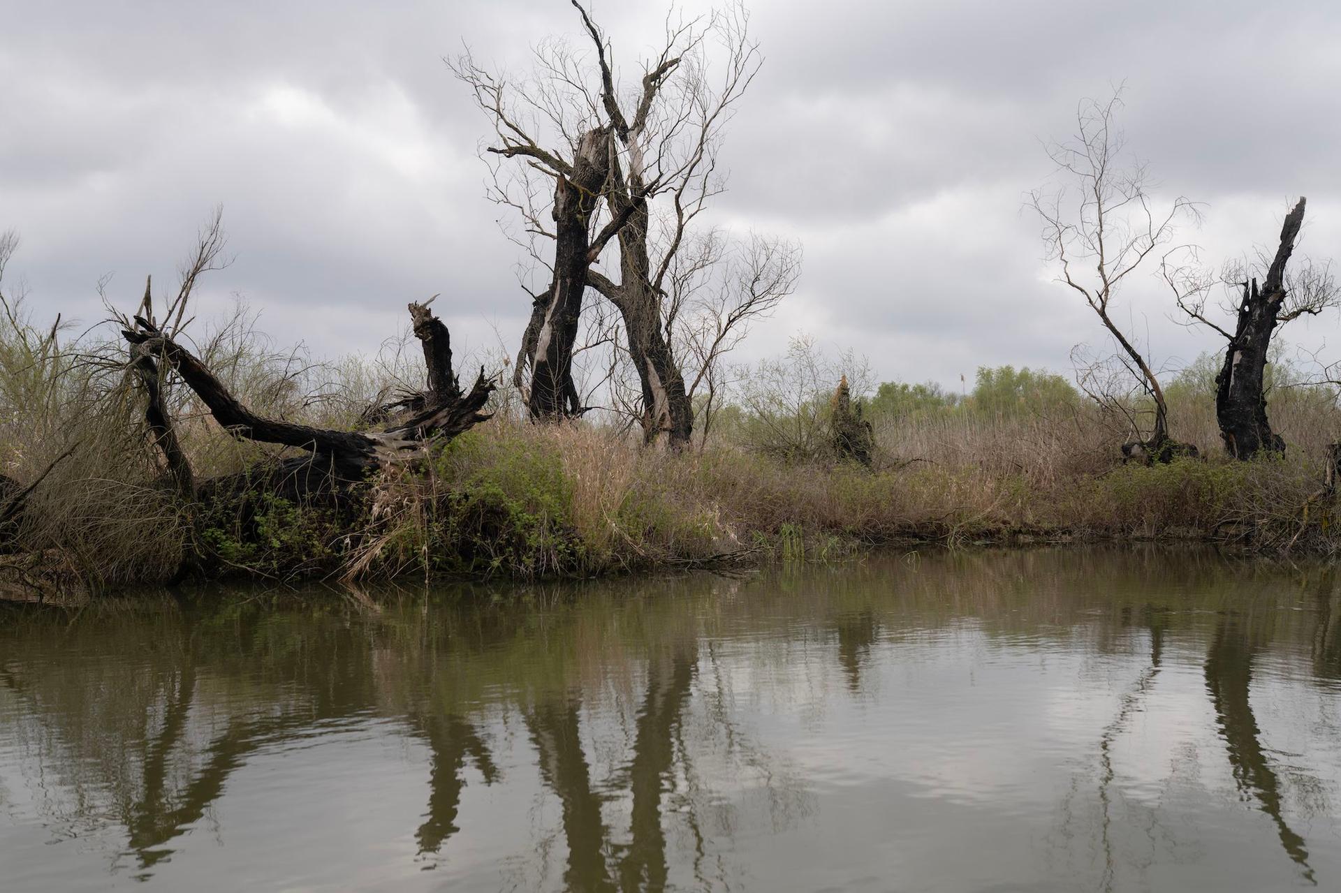 Copaci arși în apropiere de Gorgova, în 6 aprilie 2023. Foto: Andreea Câmpeanu