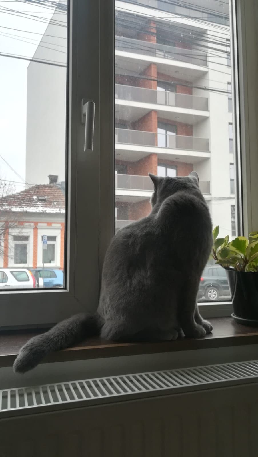 <meta charset="utf-8">Ochii de pisici urmăresc cu atenție și îngrijorare cum se transformă mediul din jur.