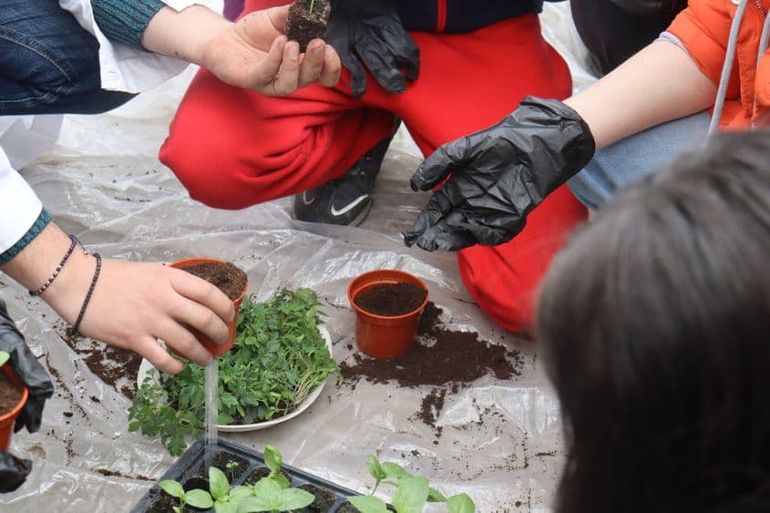 Foto: Stațiunea de Cercetare şi Dezvoltare pentru Legumicultură (SCDL) Buzău
