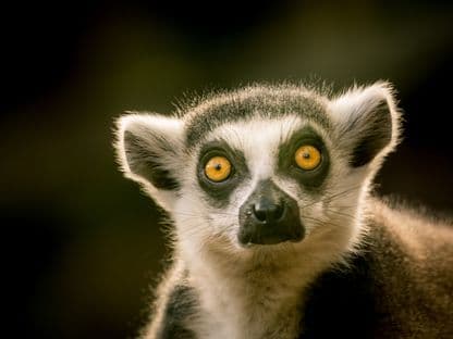 Cum au încercat niște parlamentari români să dea animalele din grădinile zoologice către vânătoare, circ sau sacrificare