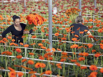 O viață permanent instabilă. Provocările femeilor care merg să lucreze în Țările de Jos: „Când locuința devine nesigură, munca este afectată”