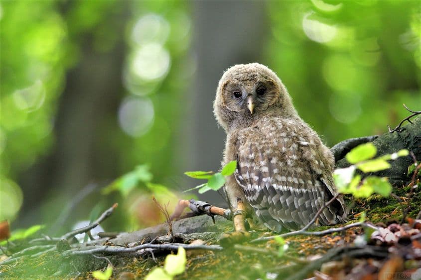 Foto: Teodor Octavian Păunescu