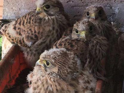 Patru șoimi ai patriei au crescut într-o grădiniță