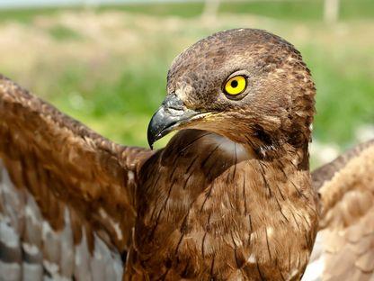 "Un metis de porumbel"