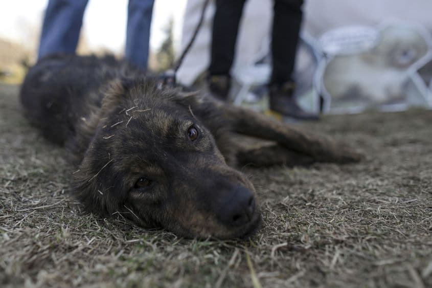 Târg de adopții organizat de ASPA București, în Parcul Circului din București, 19 februarie 2022. Inquam Photos / Octav Ganea
