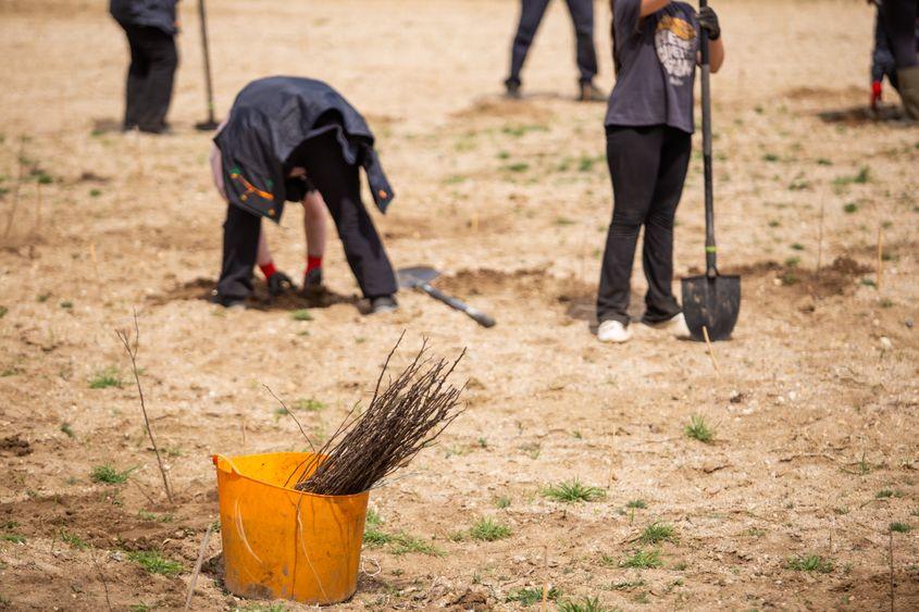 Acțiune de plantare a salcâmilor derulată de Plantăm fapte bune în România Foto: Facebook / Plantăm fapte bune în România