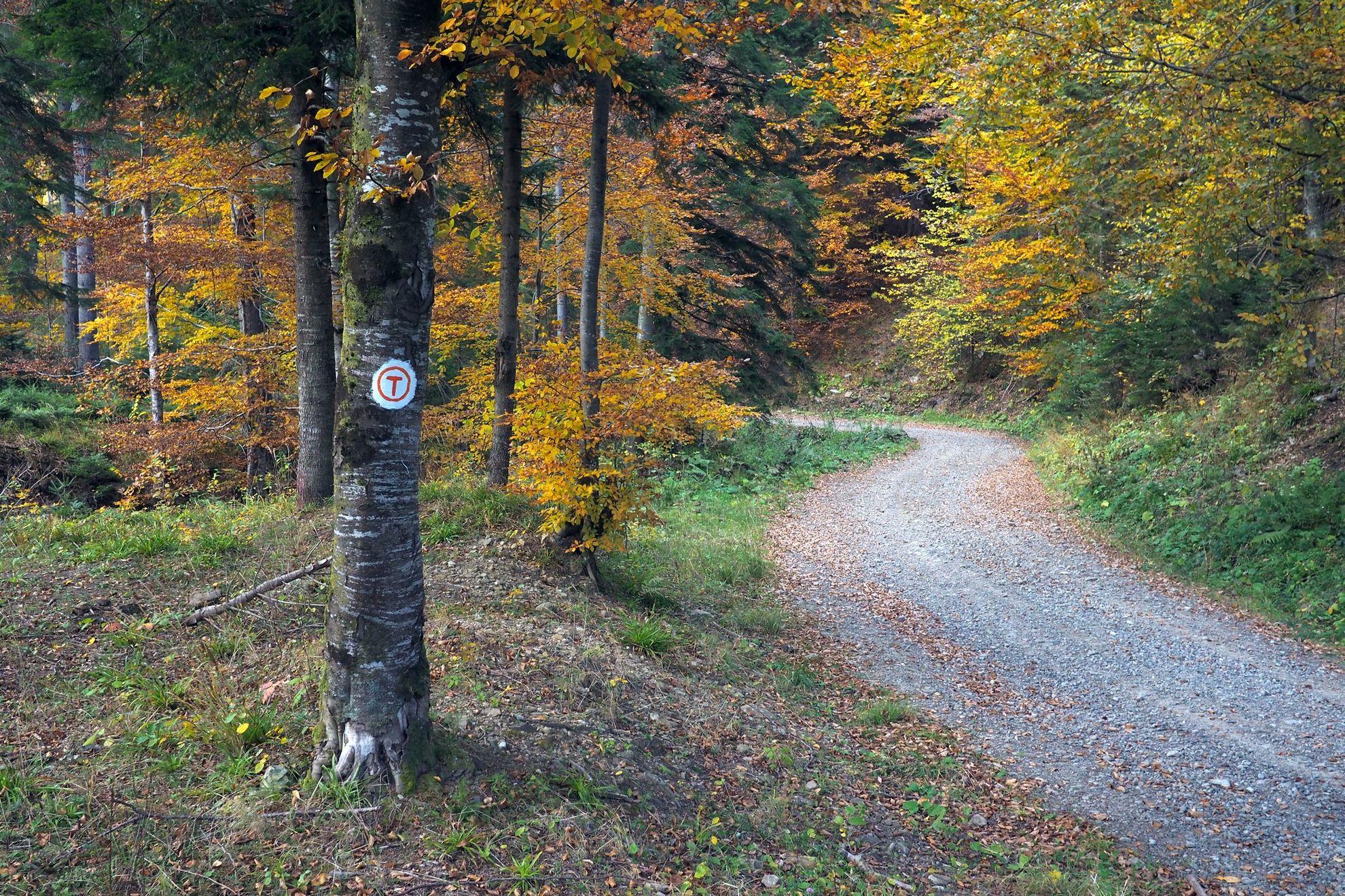 Drumul, ca o poezie, urcă lent o ditamai obcina.