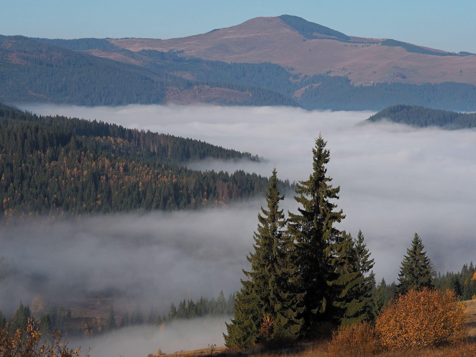 Mestecăniș - Vatra Dornei, prin păduri și poieni