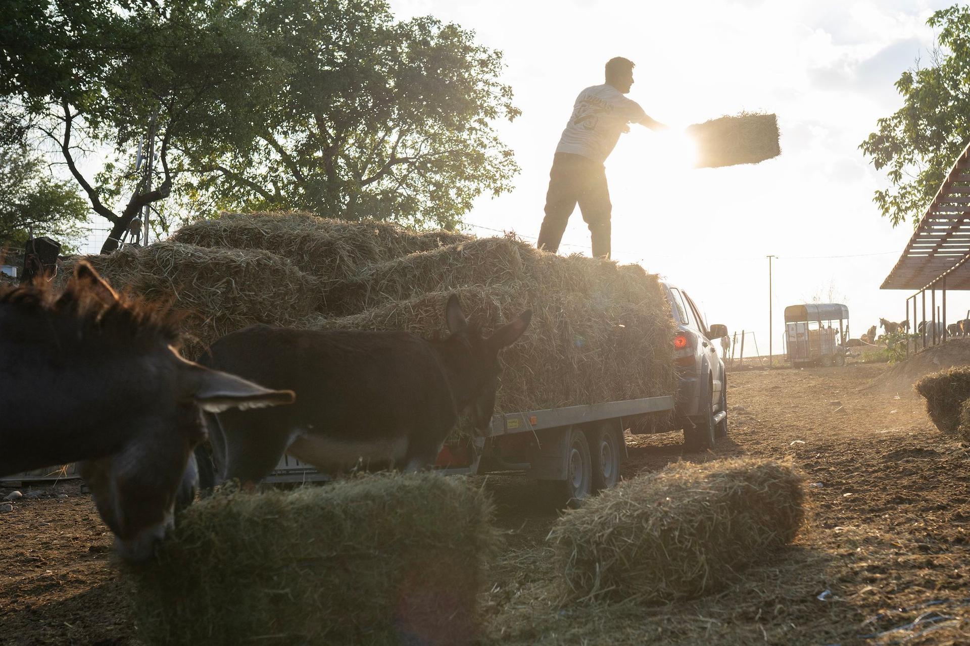 Marius Chivu, soțul Ancuței, descarcă mâncarea pentru cai. Foto: Andreea Câmpeanu