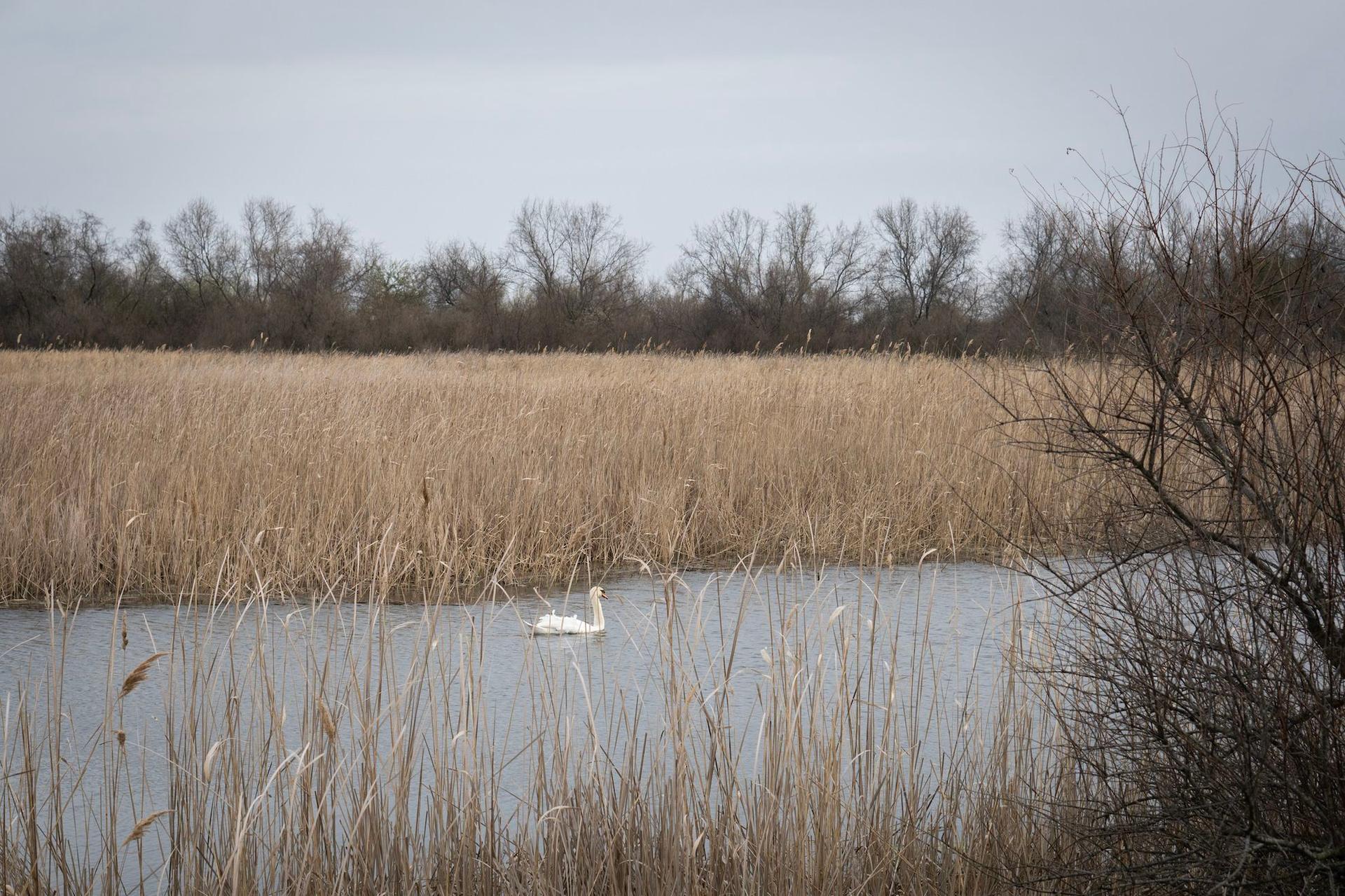 Stuf uscat în Sfântu Gheorghe. Foto: Andreea Câmpeanu