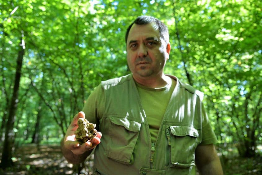 O trufă albă, recolta unei zile. Foto: Lucian Muntean