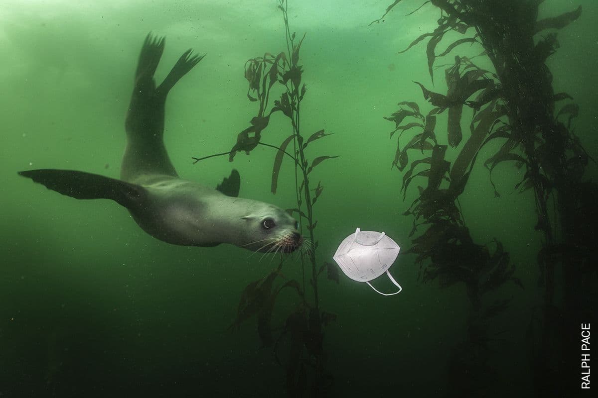 Un leu de mare se joacă cu o mască - Foto: Ralph Pace. Premiul I la categoria Mediu.