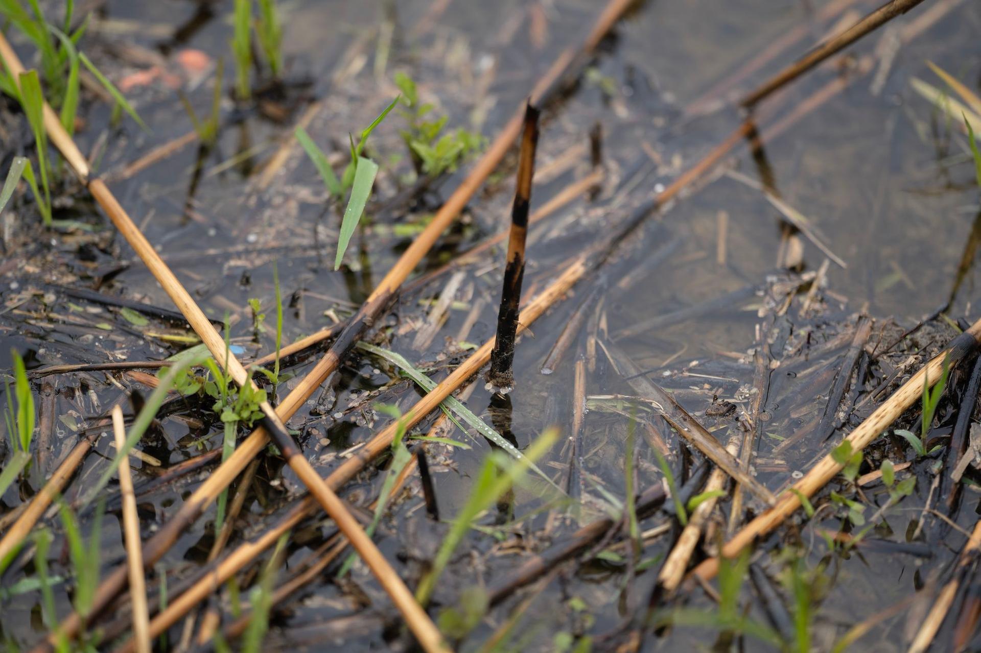 Burnt reed stalks, Sfântu Gheorghe. Photo: Andreea Câmpeanu