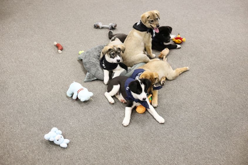 Acțiune prin care se încurajează adopția de câini, organizată de CJ Ilfov, in Bucuresti, 13 decembrie 2021. Inquam Photos / Sabin Cirstoveanu