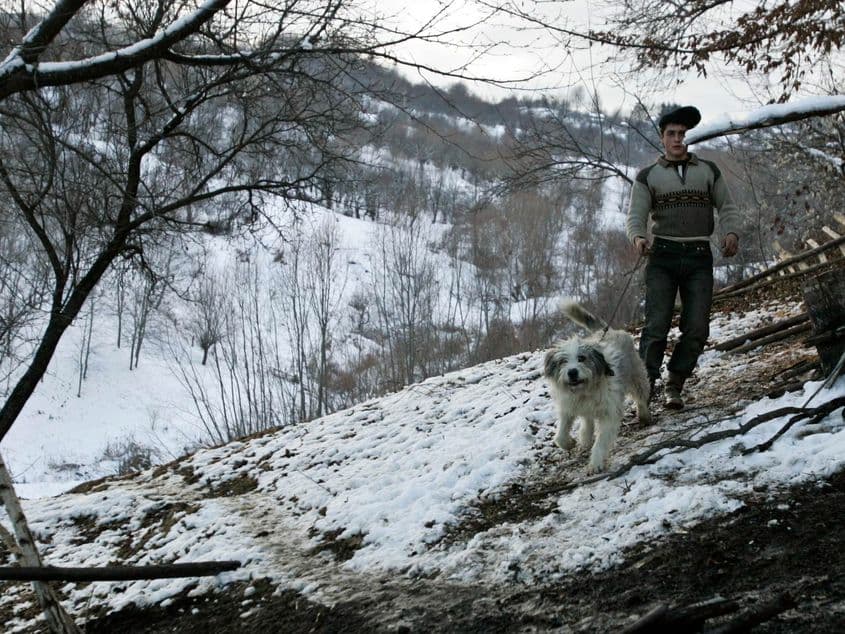 Luna trecută, oierii au demonstrat la Bucureşti pentru dreptul de a avea câţi câini vor. Foto: Lucian Muntean